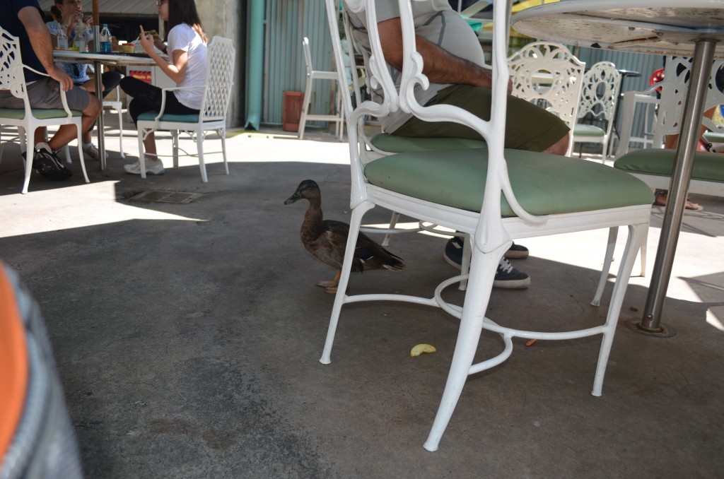 Duck looking for leftovers in Hollywood Studios