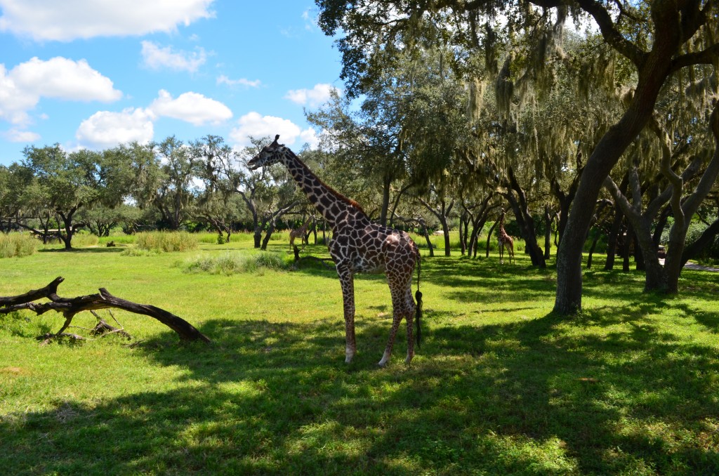 Wordless Wednesday: Disney Nature